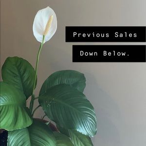 Previous Sales Below